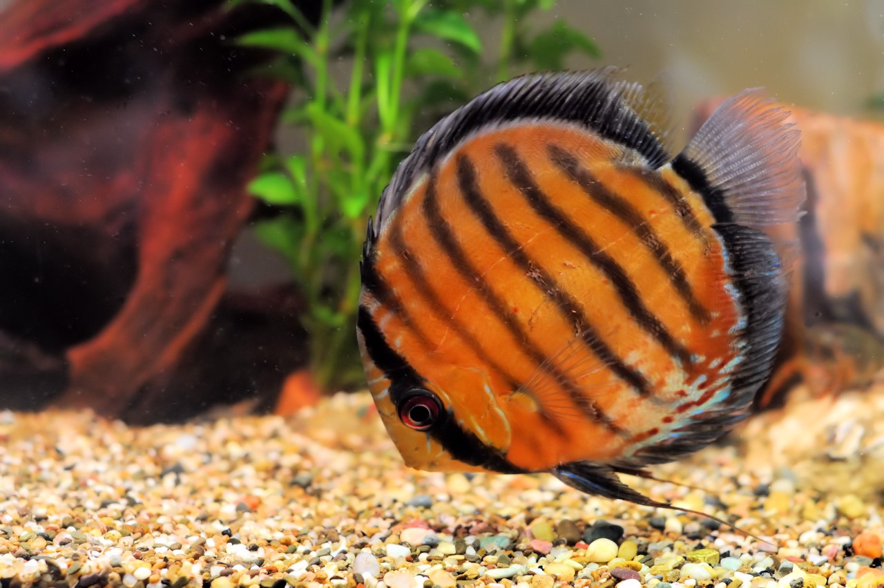 Wild Discus Fish Tank