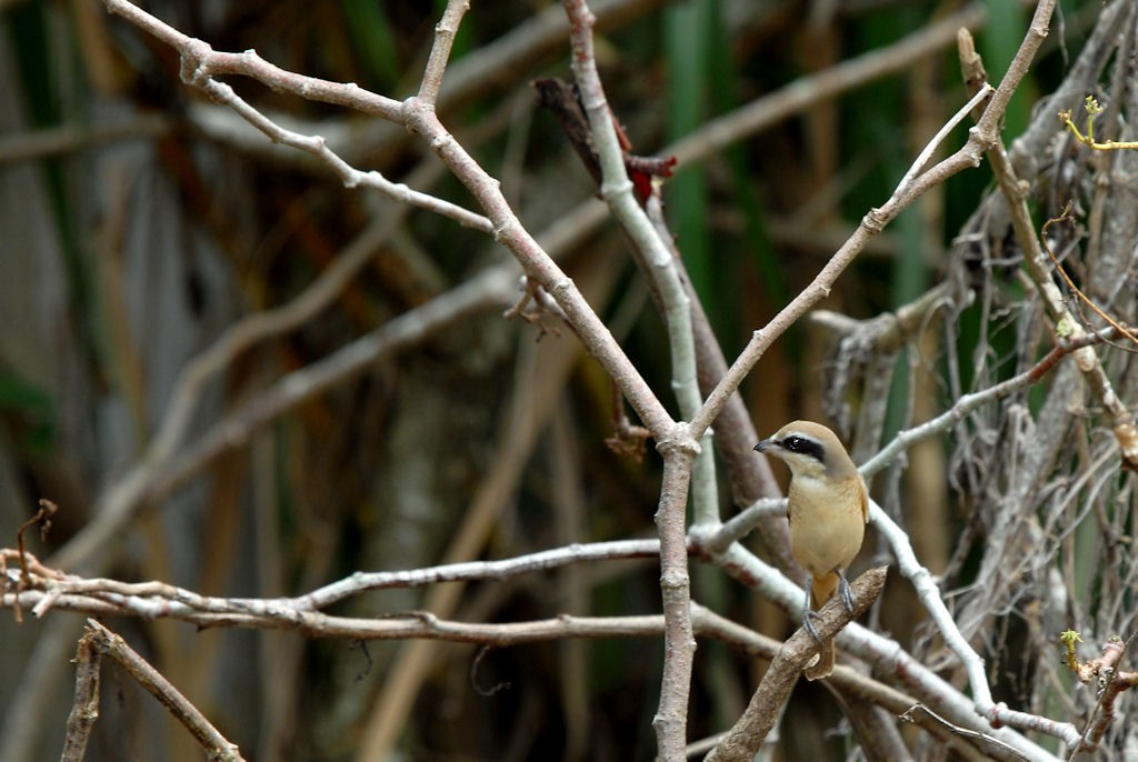 bird… – DR KOH